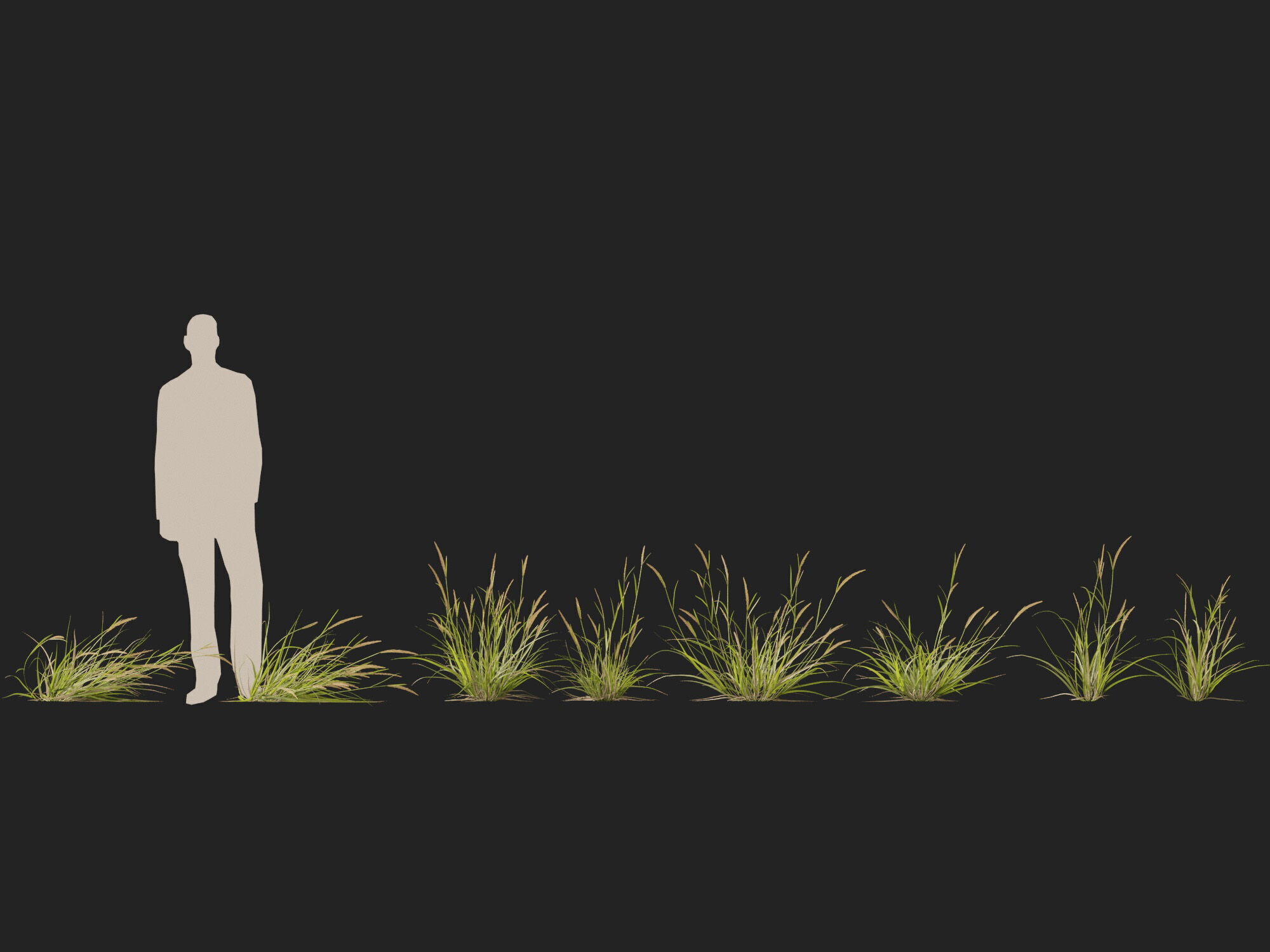 Highpoly - Lowpoly -  Astrebla lappacea - Curly Mitchell grass Low-poly 3D model_7