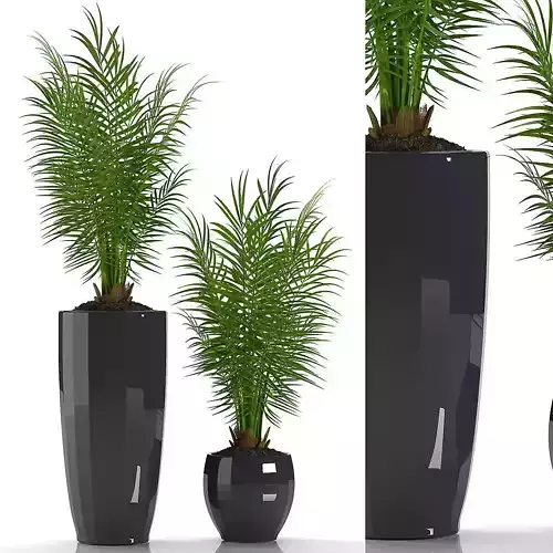 PARLOUR PALM PLANTS 2 3D model