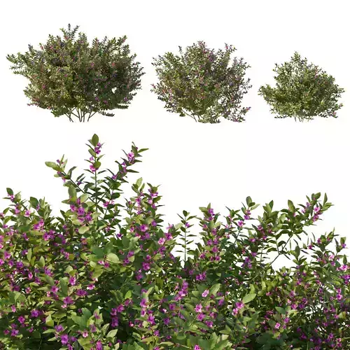 Prostanthera ovalifolia 02