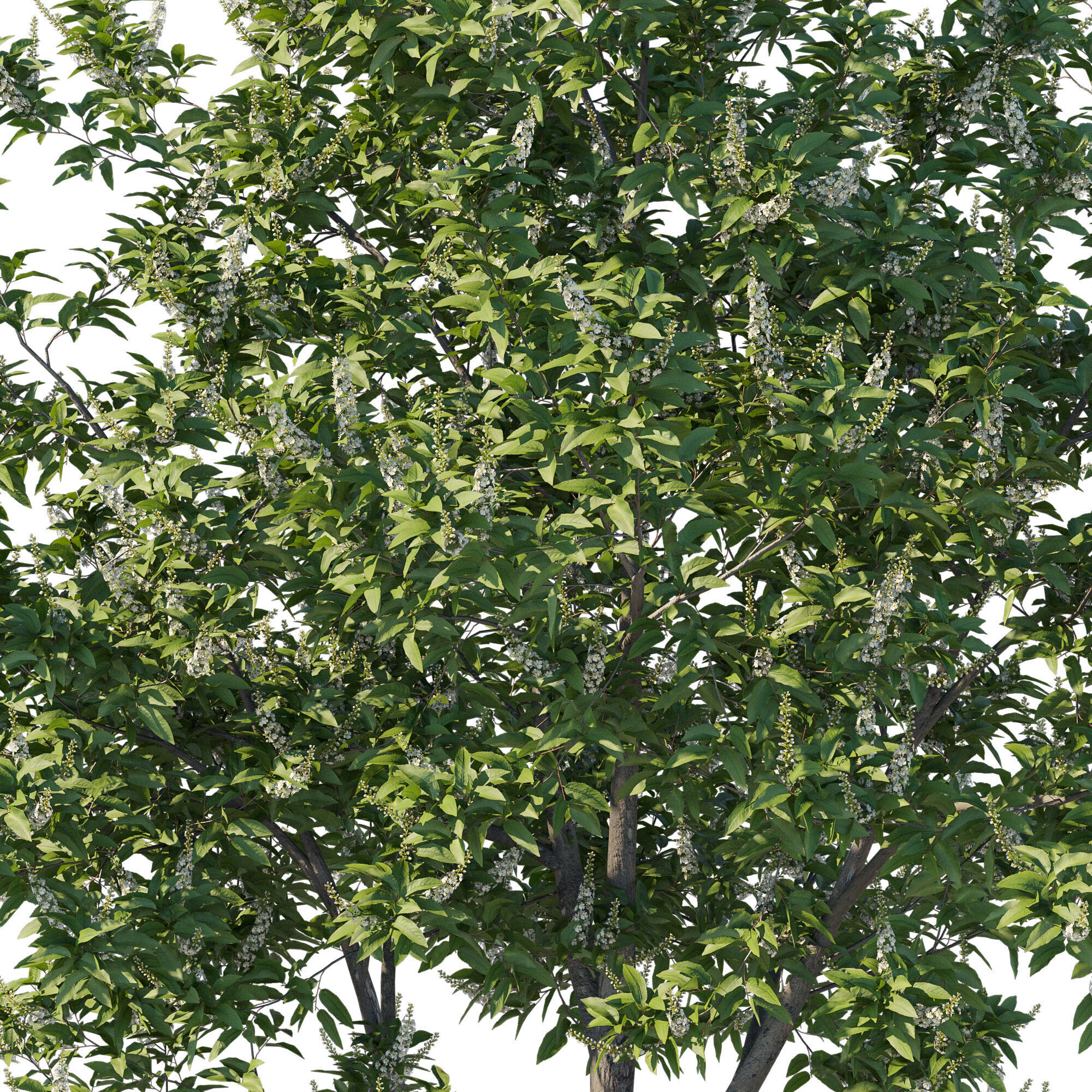Prunus lusitanica tree 3D model_2