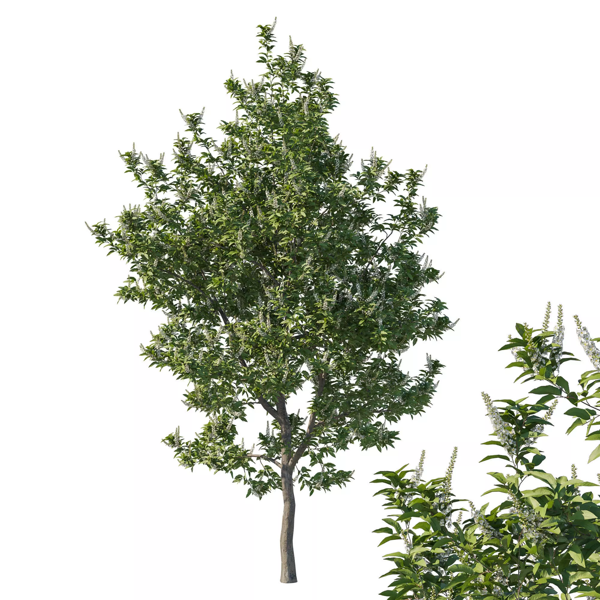 Prunus lusitanica tree 3D model_0