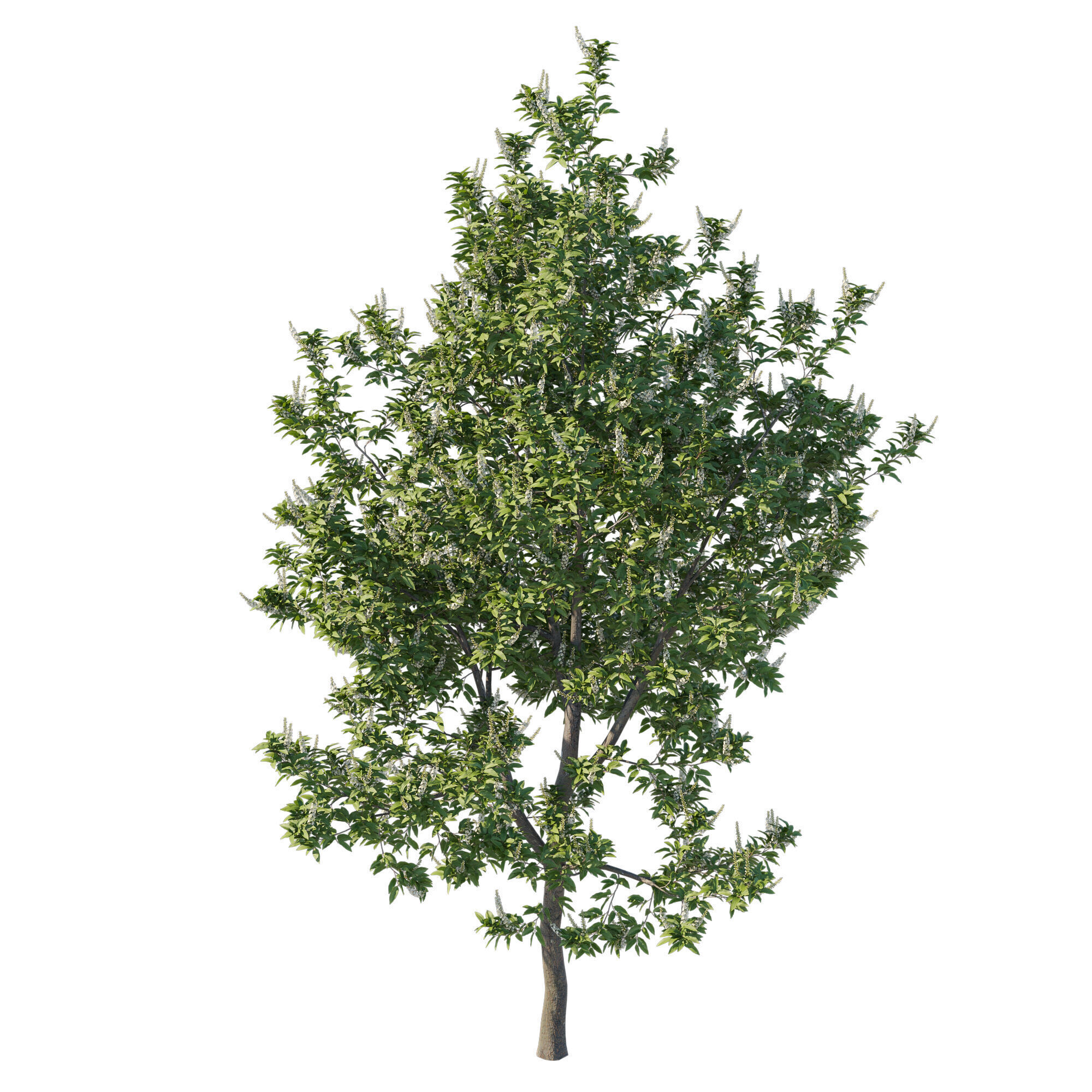 Prunus lusitanica tree 3D model_1