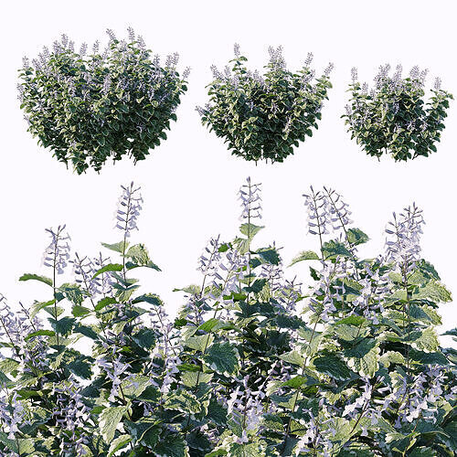 Plectranthus ciliatus bush 3D model