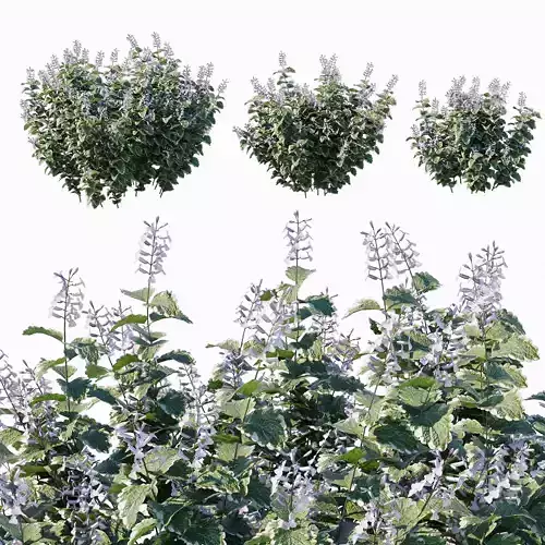 Plectranthus ciliatus bush