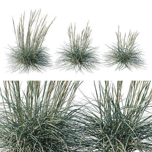 Leymus arenarius Blue Dune grass 3D model