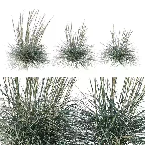 Leymus arenarius Blue Dune grass