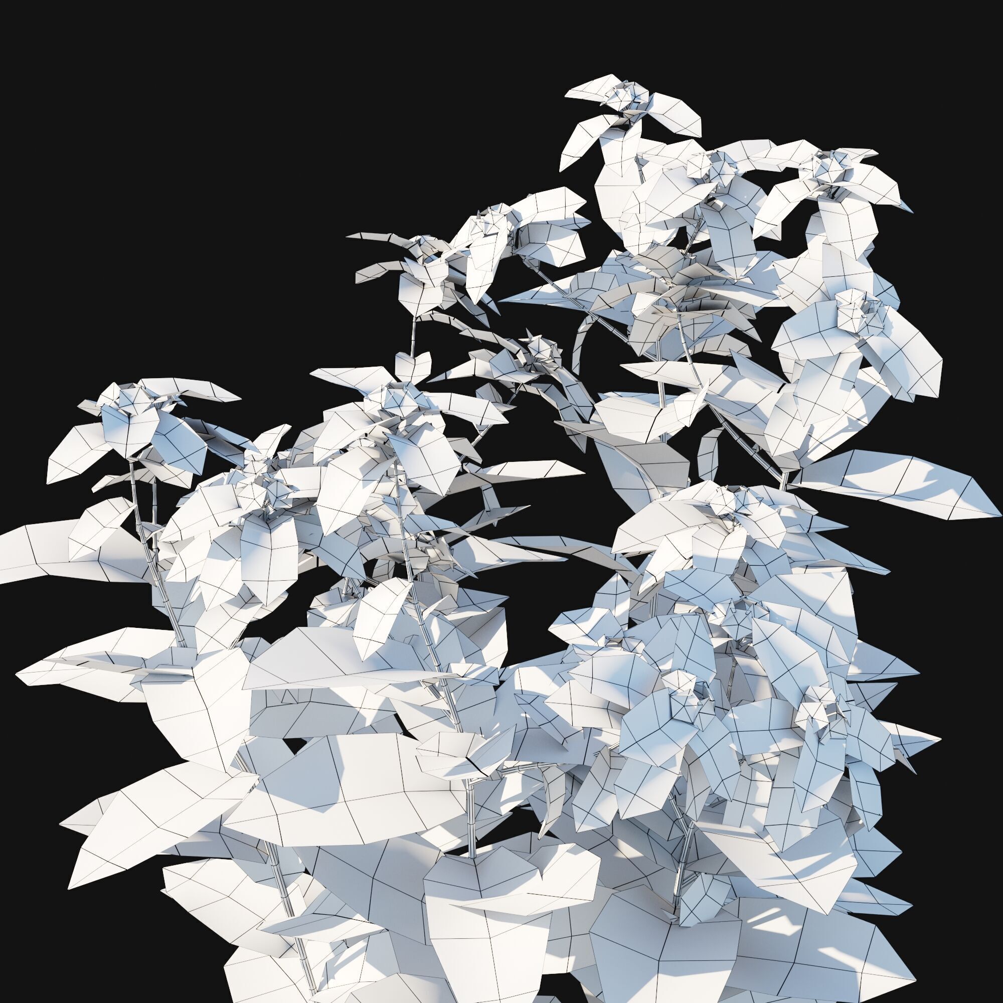 Euphorbia marginata 3D model_4