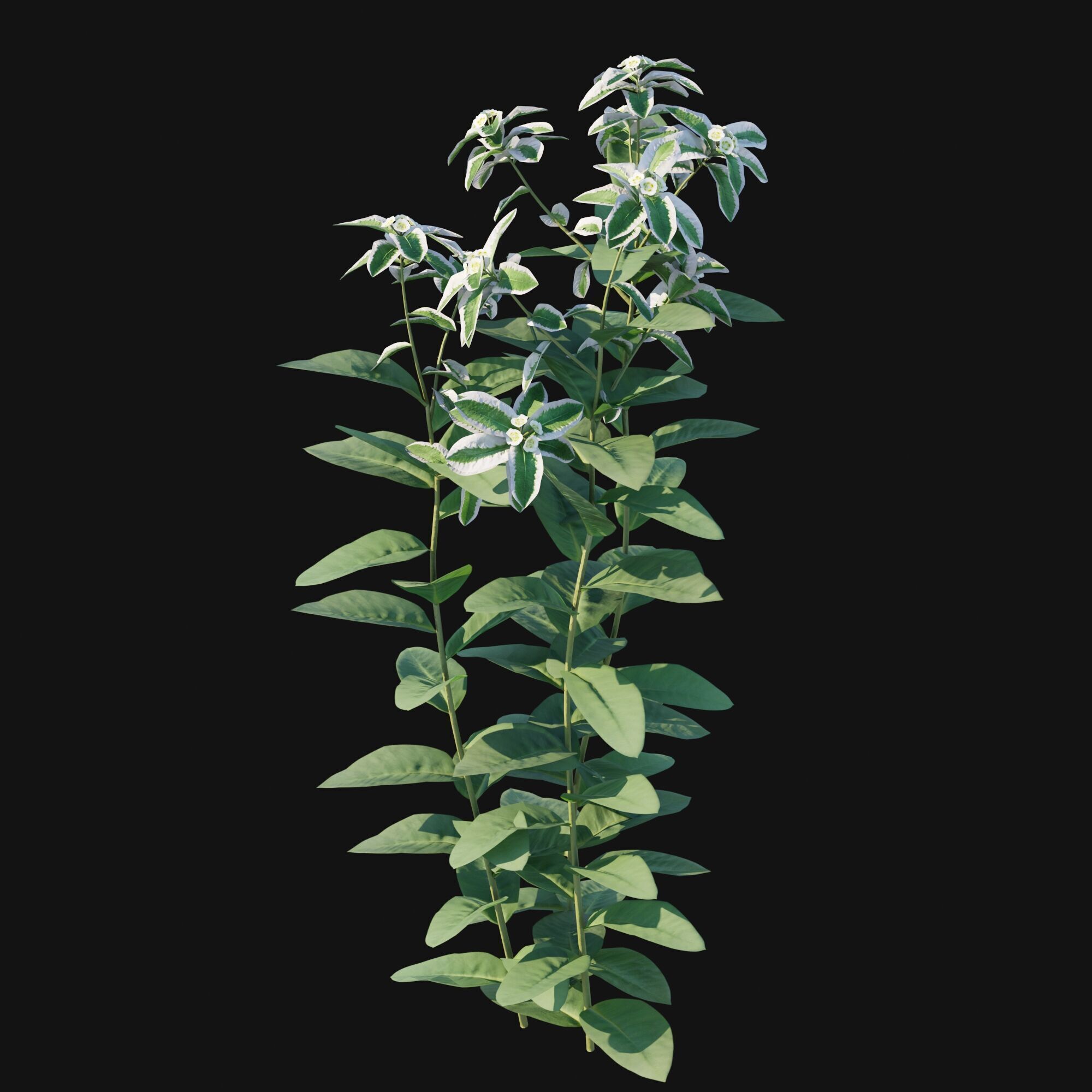 Euphorbia marginata 3D model_7