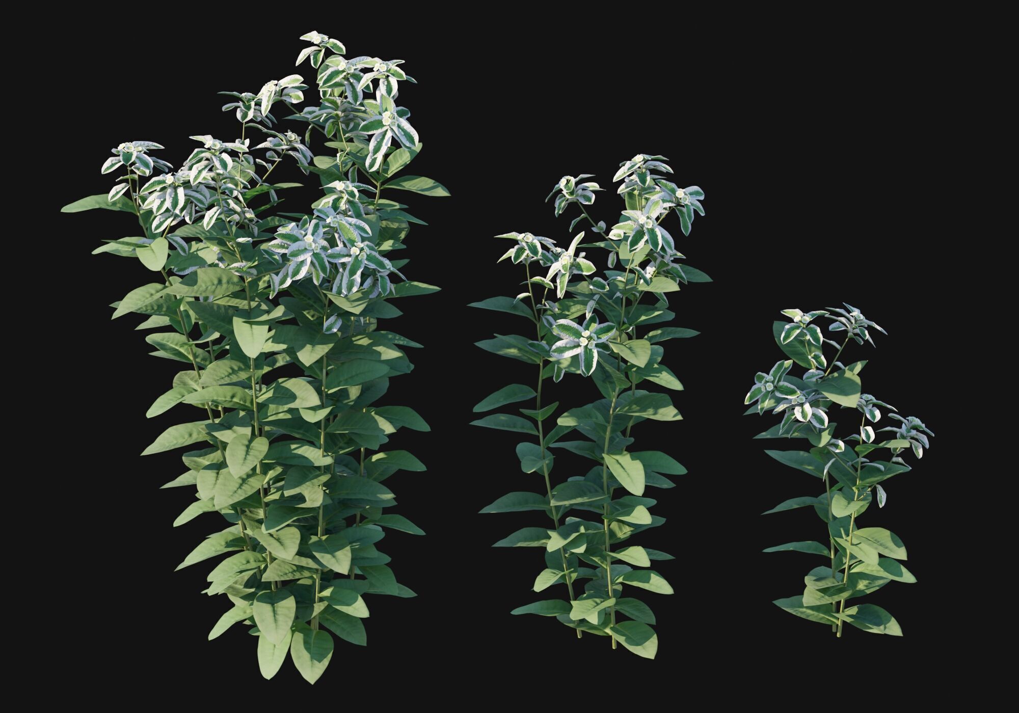 Euphorbia marginata 3D model_5