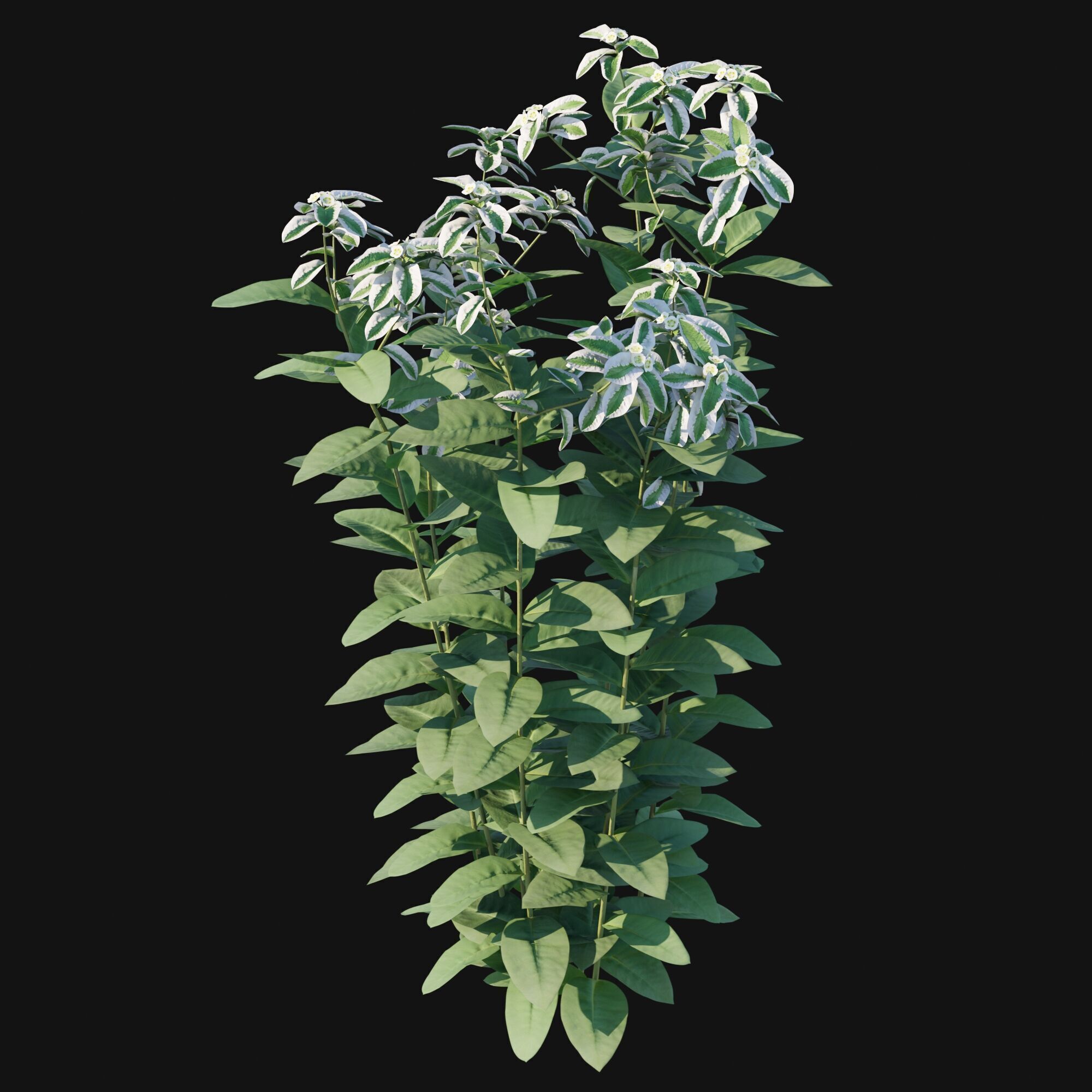 Euphorbia marginata 3D model_8