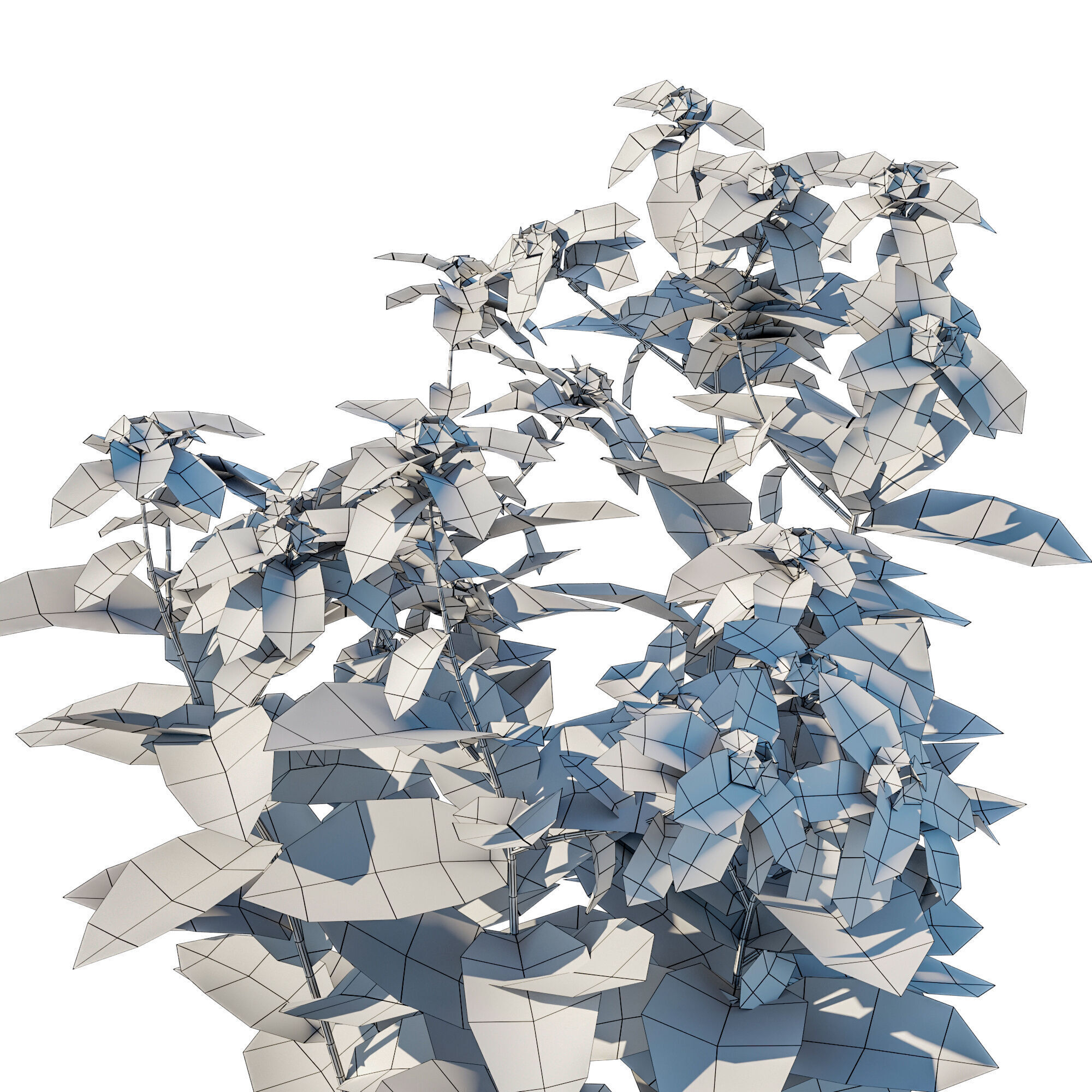 Euphorbia marginata 3D model_3