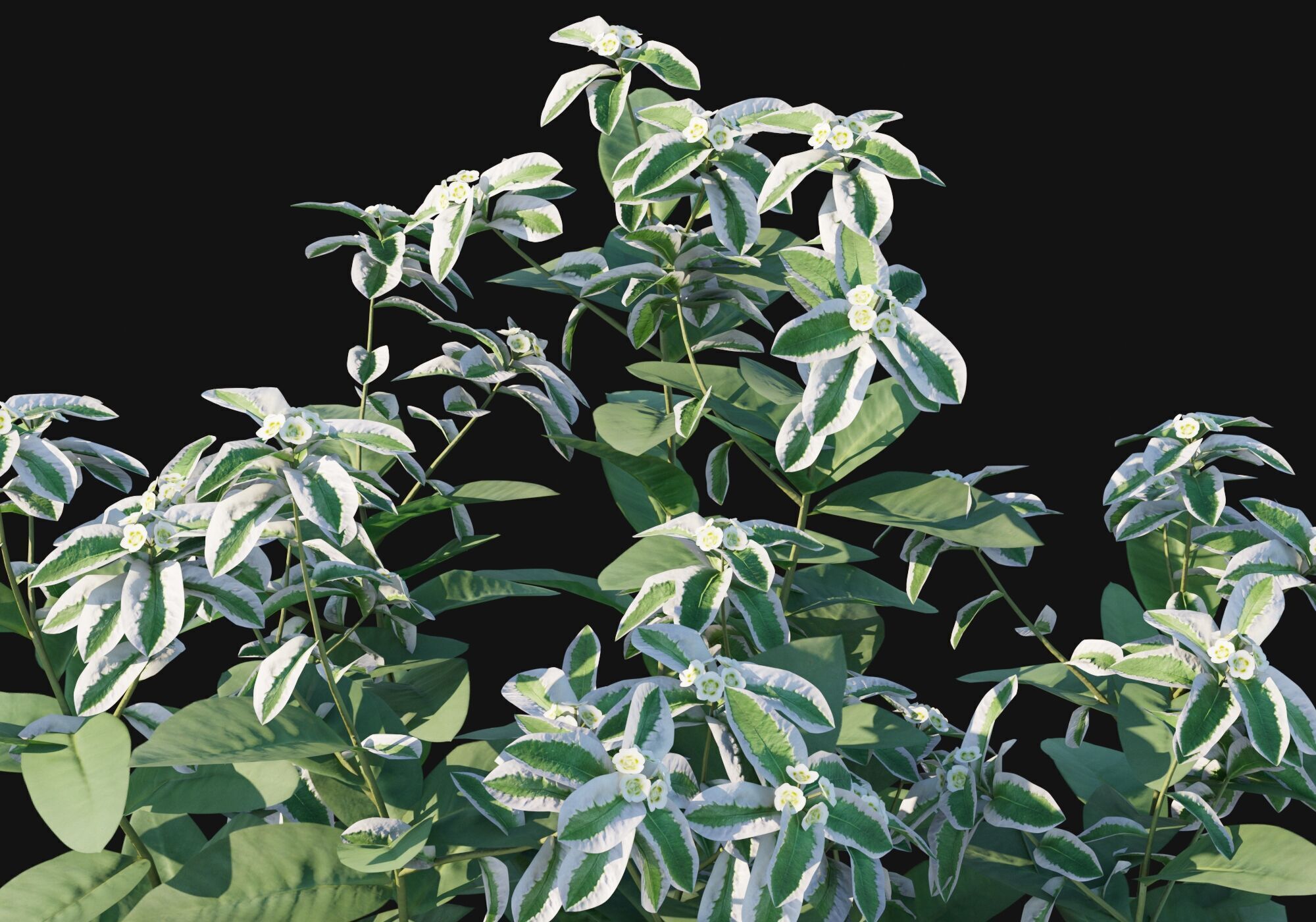 Euphorbia marginata 3D model_6