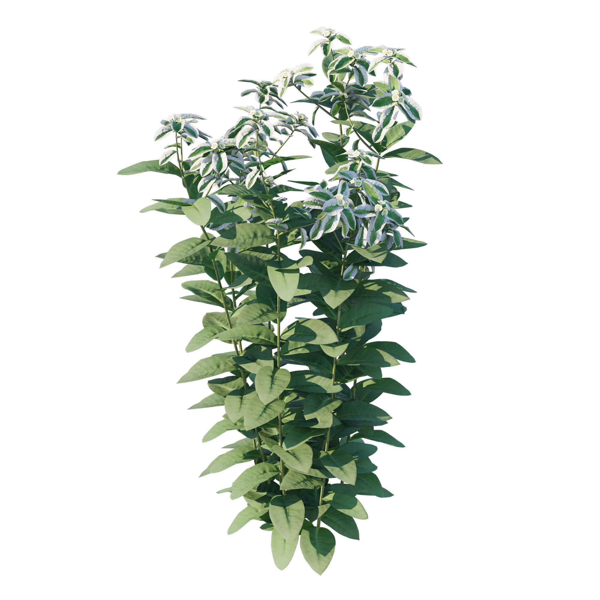 Euphorbia marginata 3D model_1