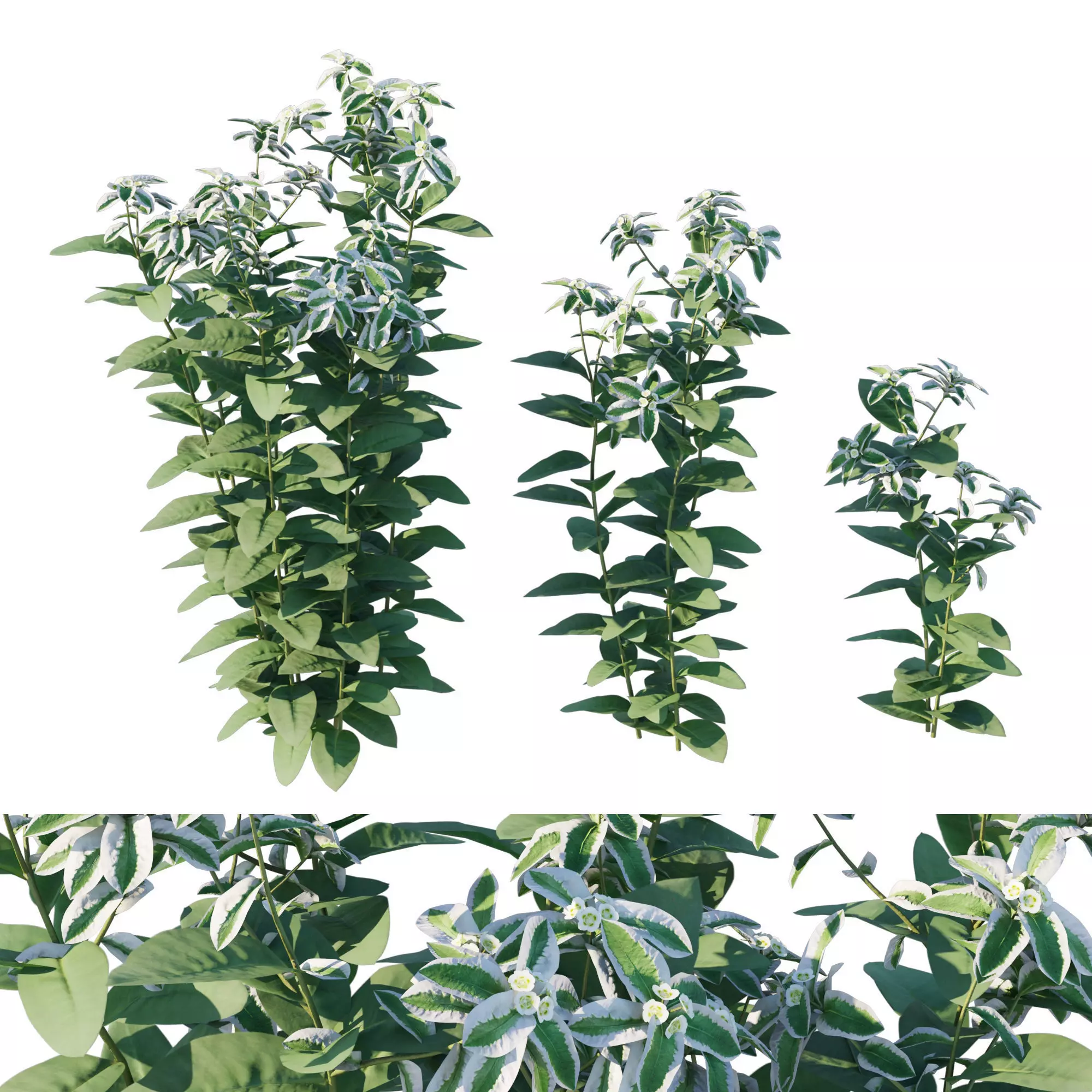Euphorbia marginata 3D model_0