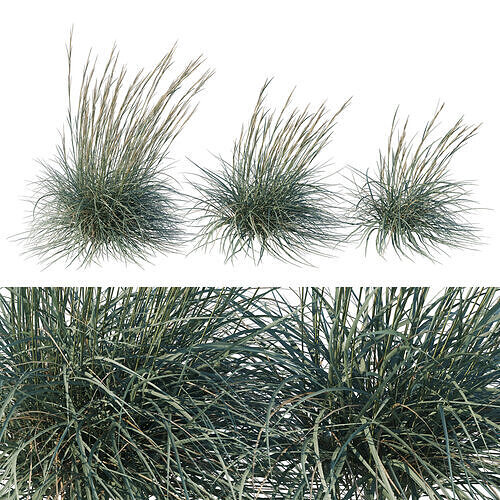 Leymus arenarius Blue Dune grass 02 3D model