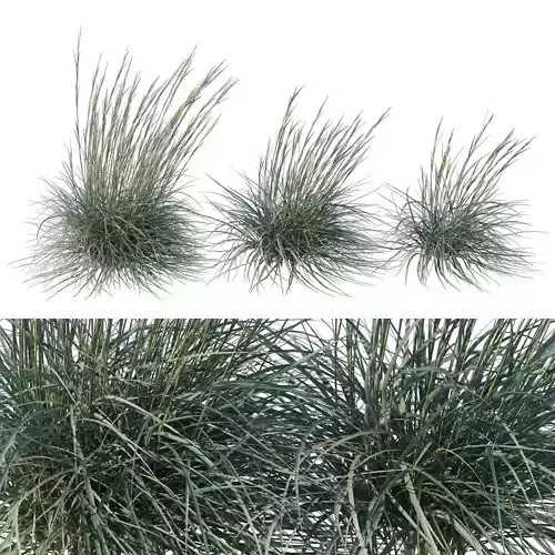 Leymus arenarius Blue Dune grass 02 3D model