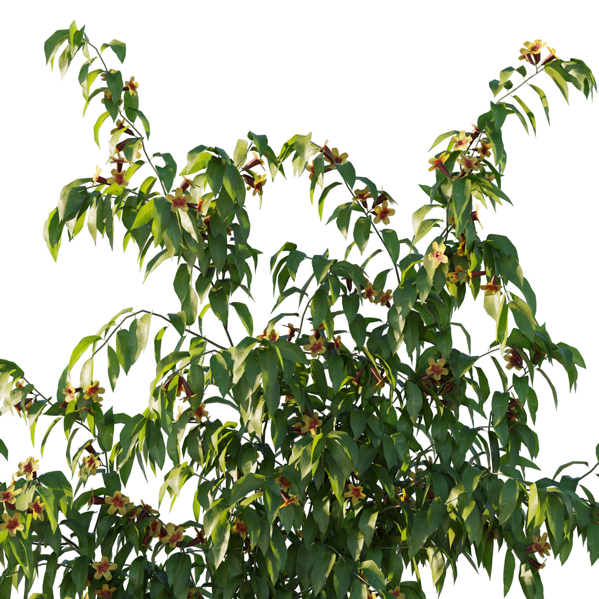 Ratibida columnifera vines 02 3D model_1