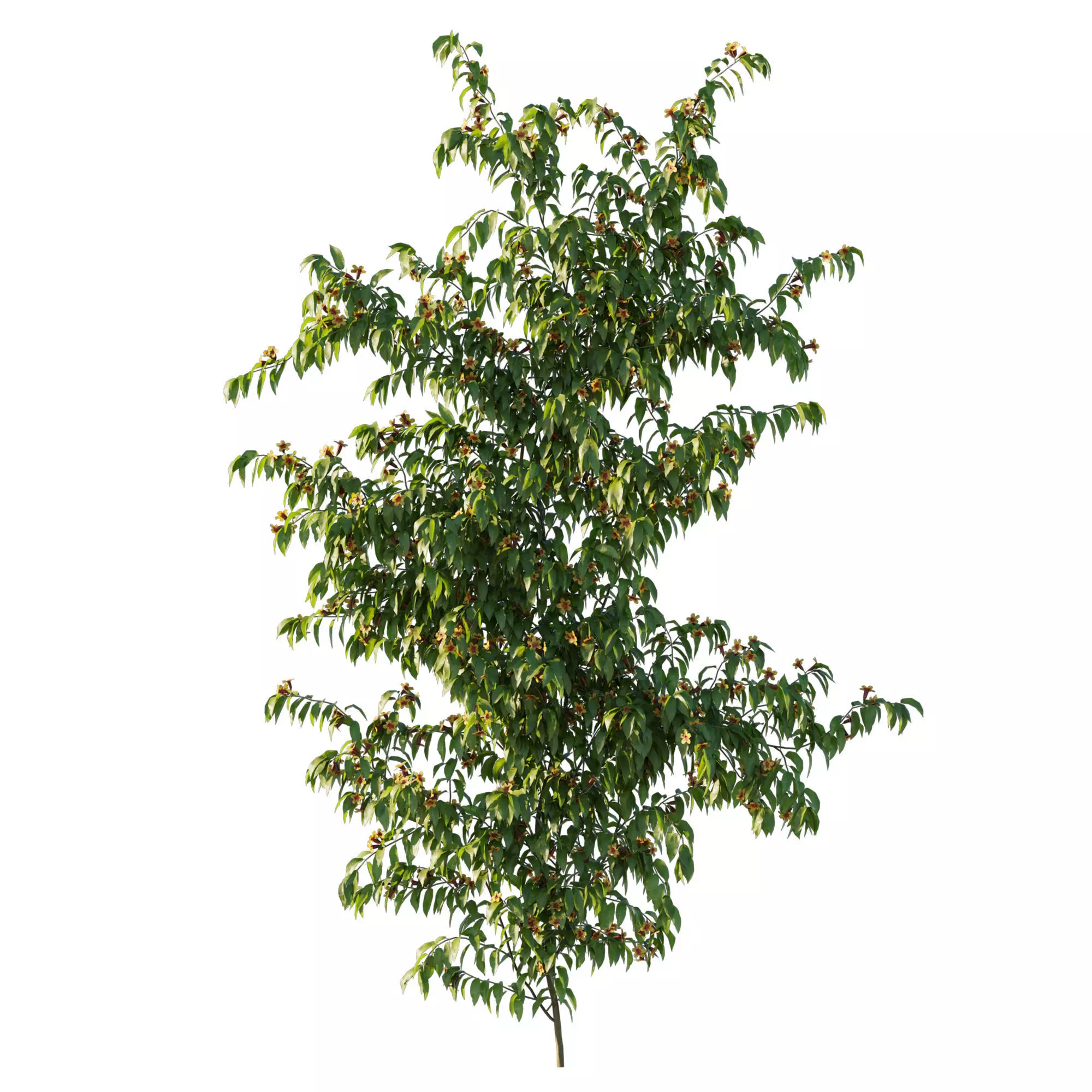 Ratibida columnifera vines 02 3D model_0