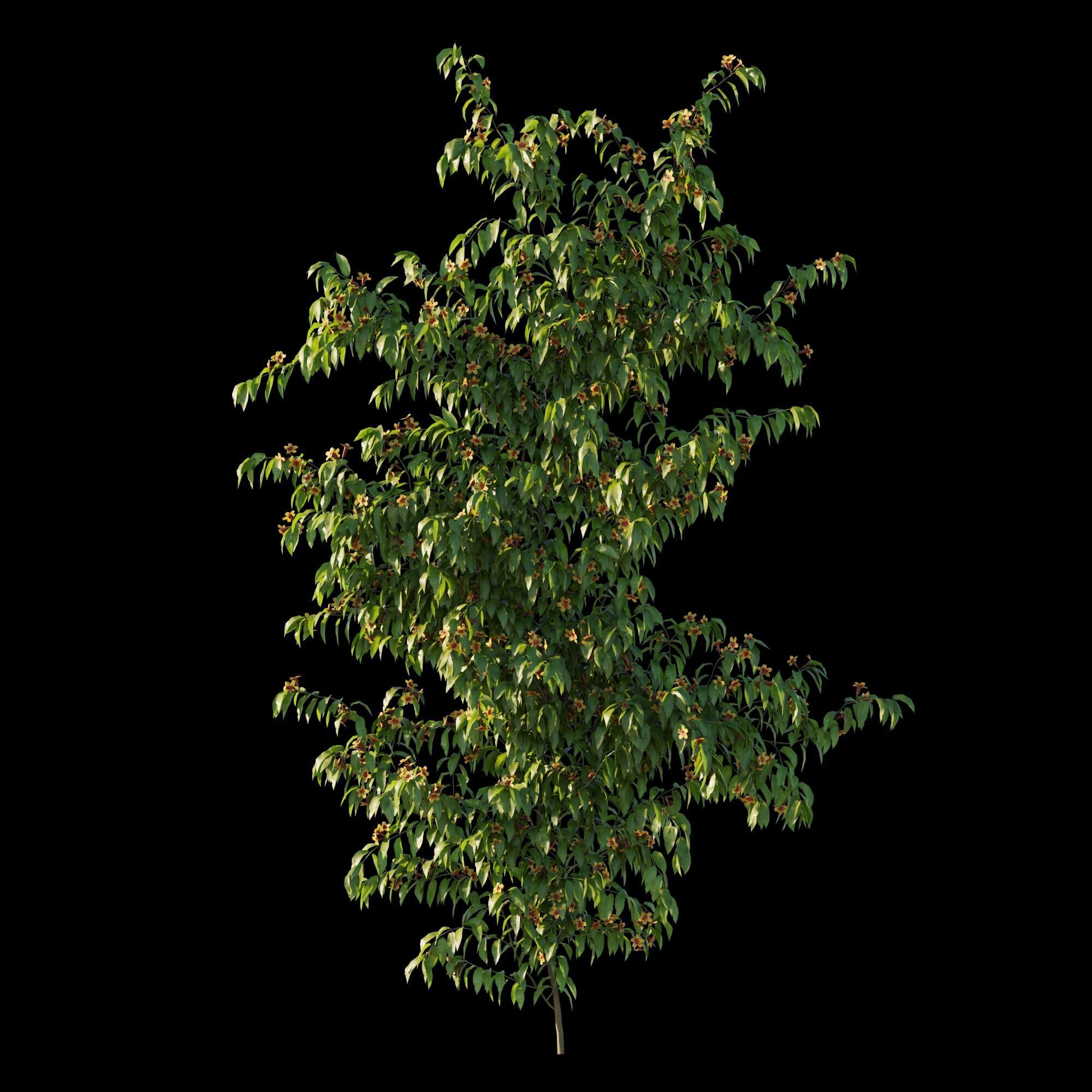 Ratibida columnifera vines 02 3D model_4