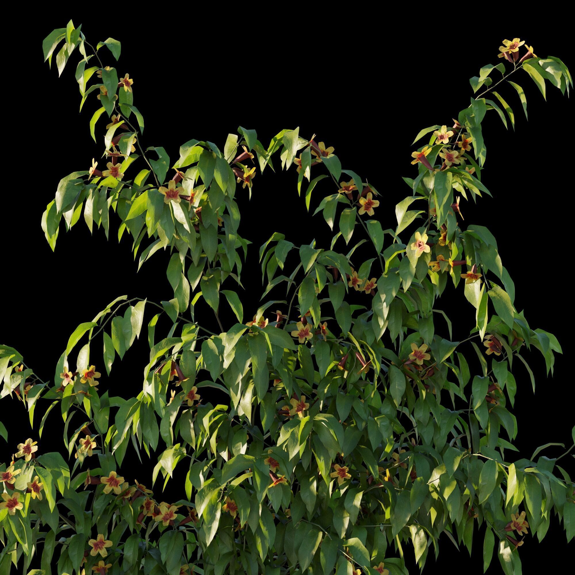 Ratibida columnifera vines 02 3D model_6