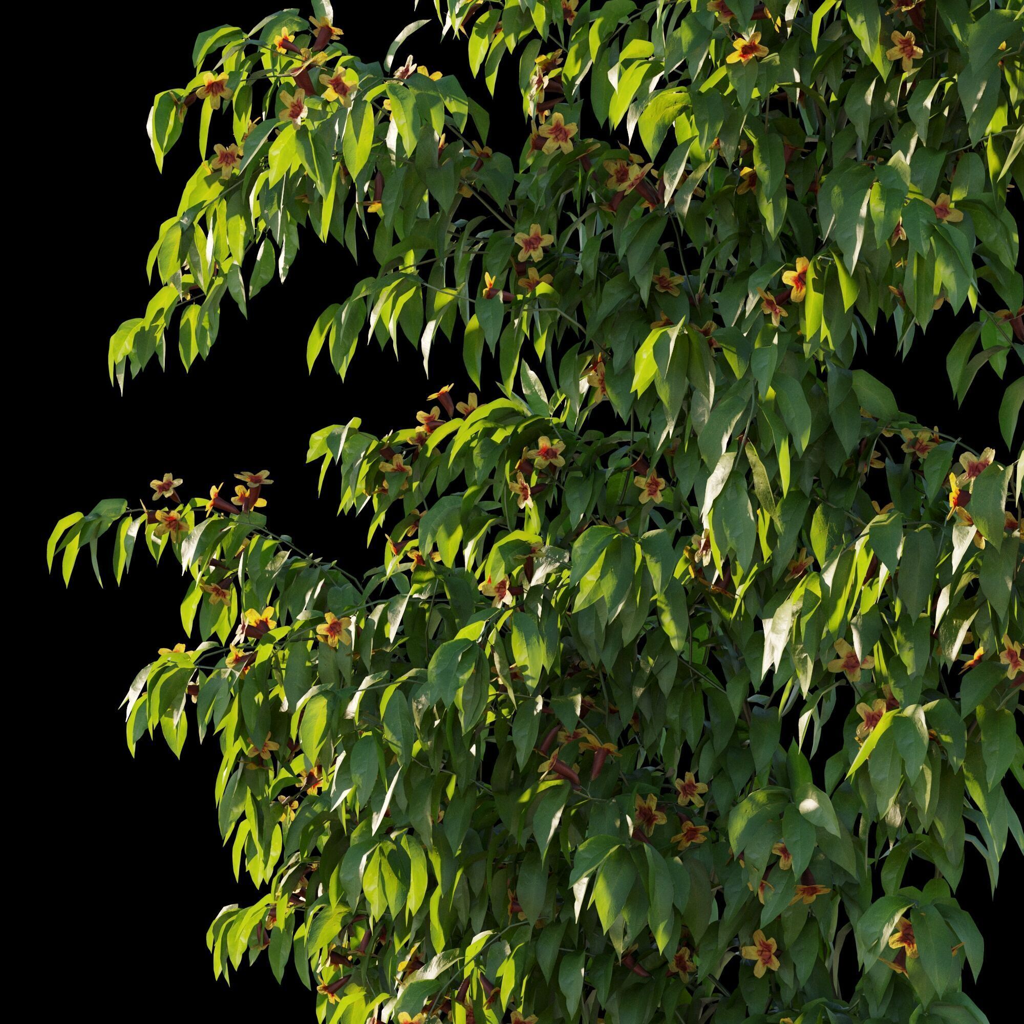 Ratibida columnifera vines 02 3D model_7