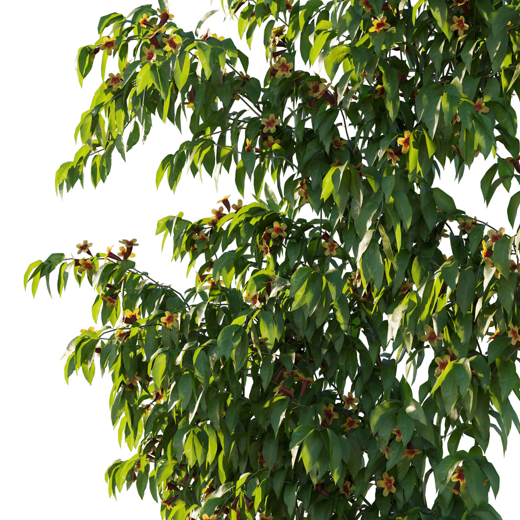 Ratibida columnifera vines 02 3D model_2