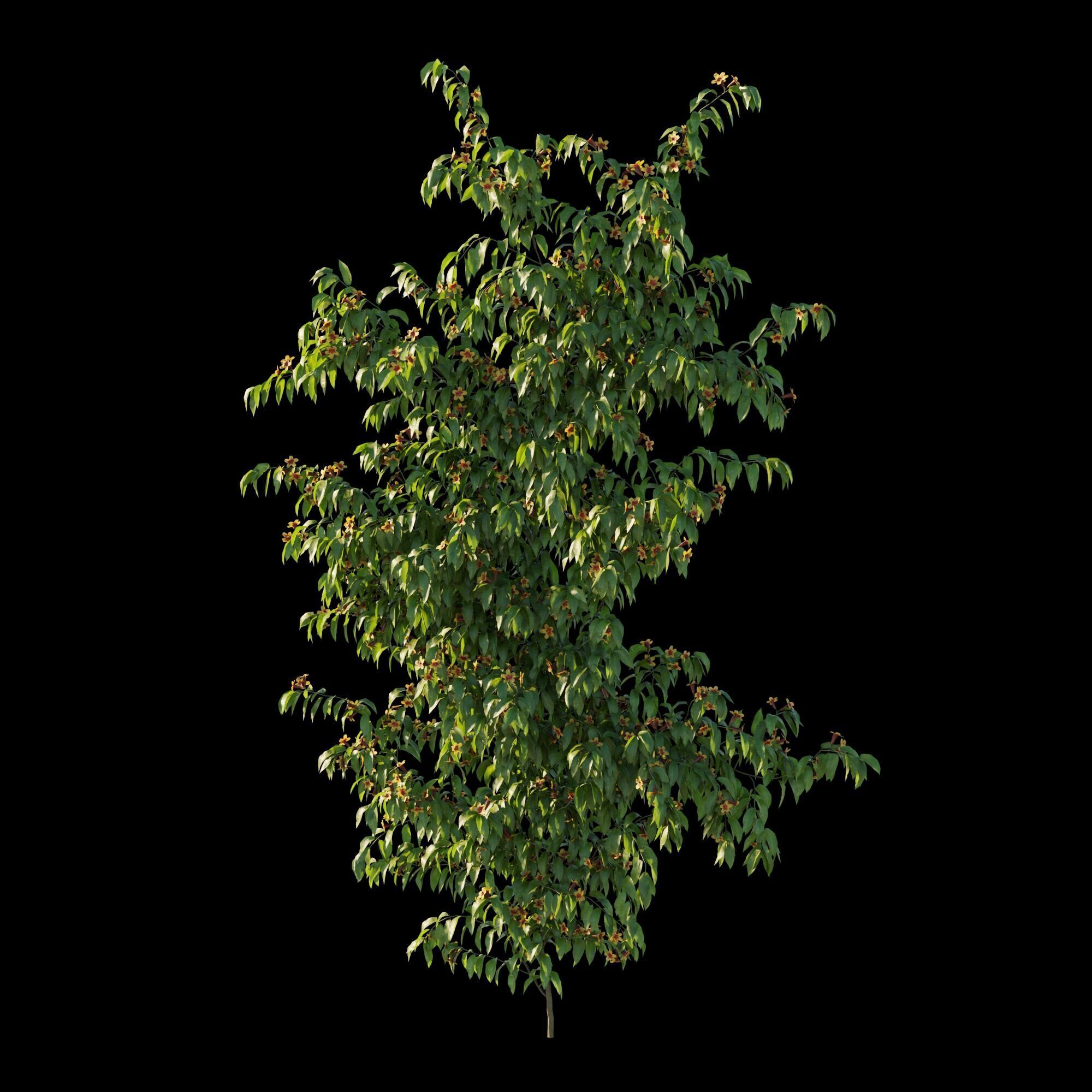Ratibida columnifera vines 02 3D model_5