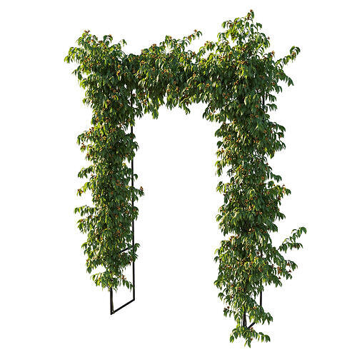 Ratibida columnifera vines 05 3D model