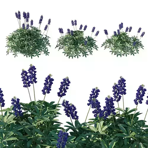 Lupinus tillus 3D model