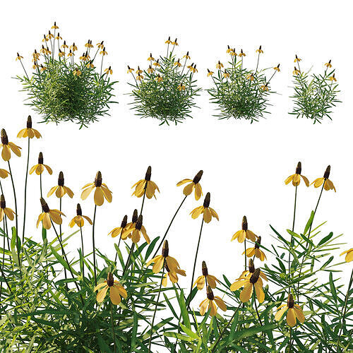 Ratibida columnifera 01 3D model