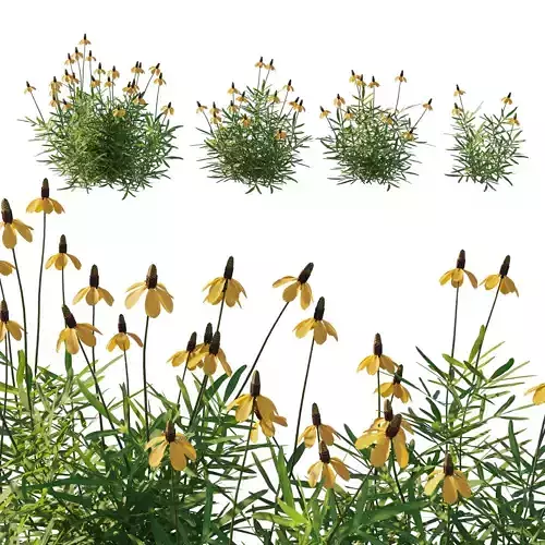 Ratibida columnifera 01