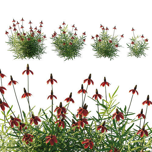 Ratibida columnifera 02 3D model