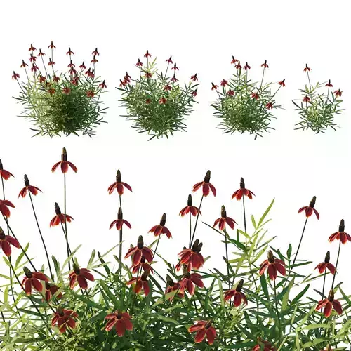 Ratibida columnifera 02