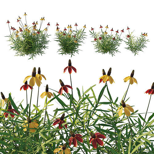 Ratibida columnifera 03 3D model