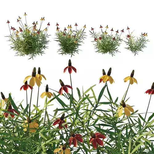 Ratibida columnifera 03