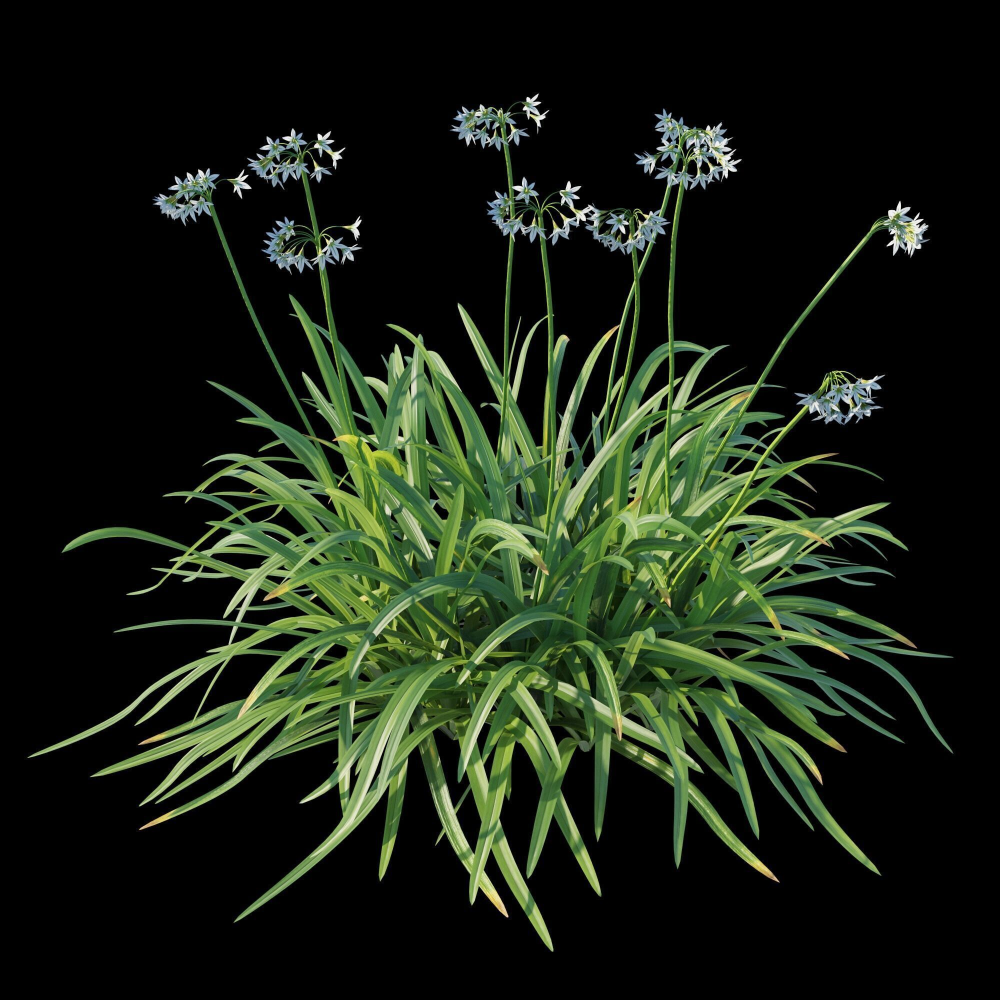 Allium triquetrum 3D model_7