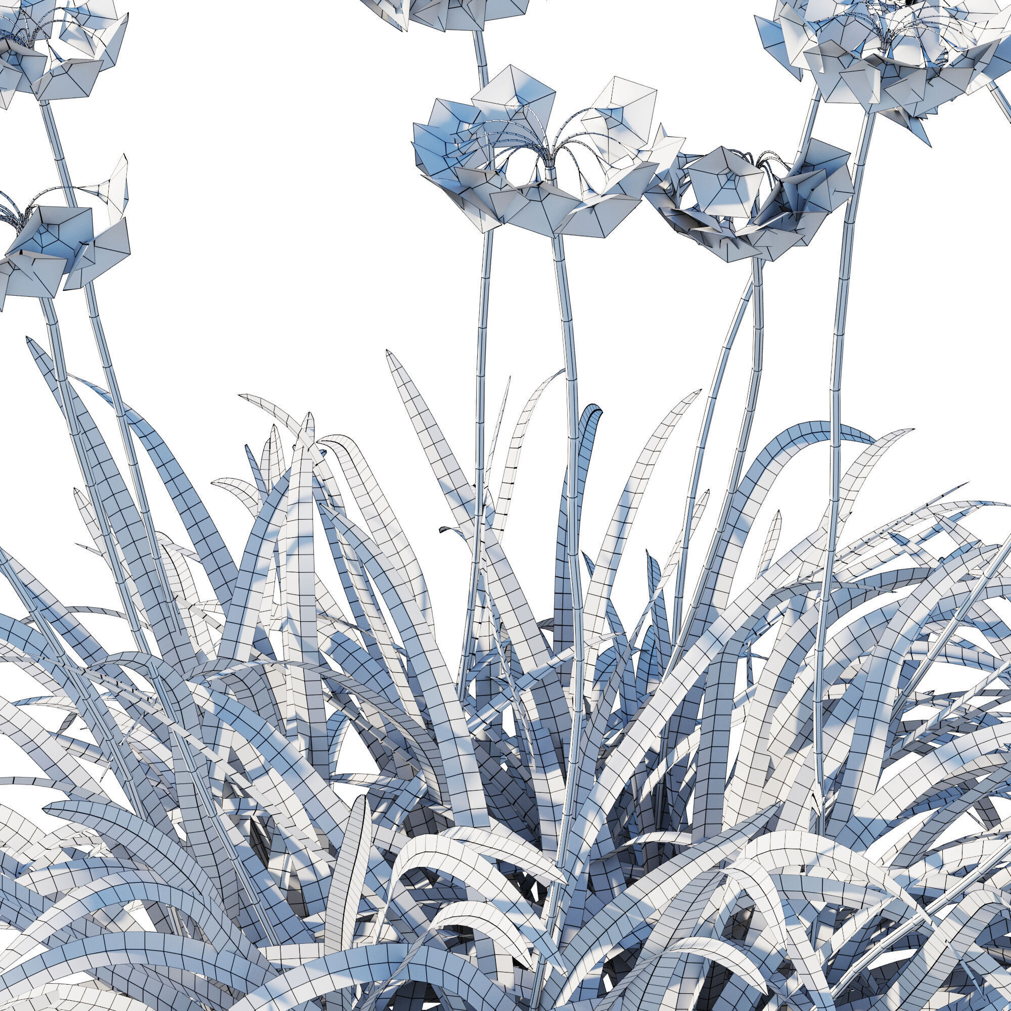 Allium triquetrum 3D model_4