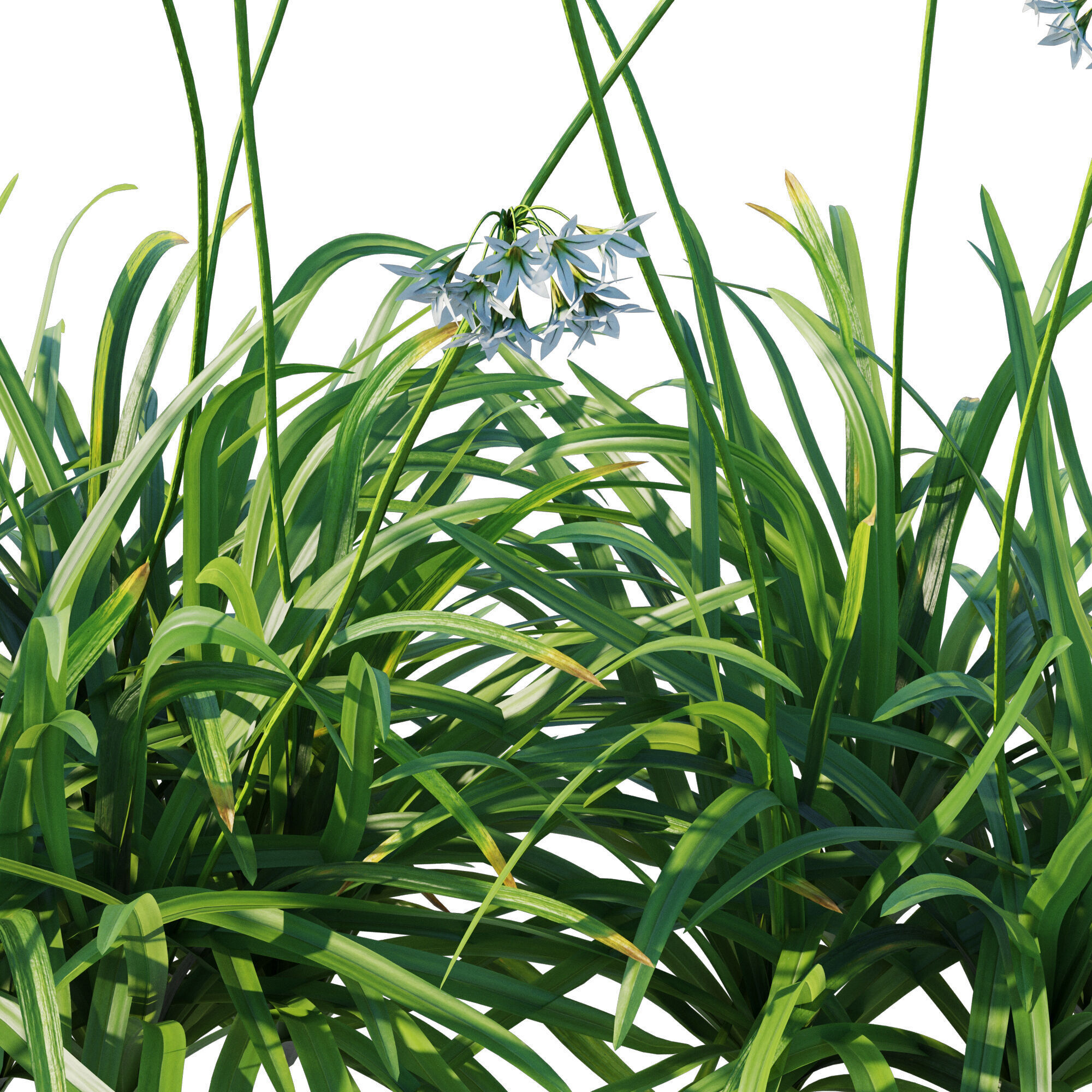 Allium triquetrum 3D model_3