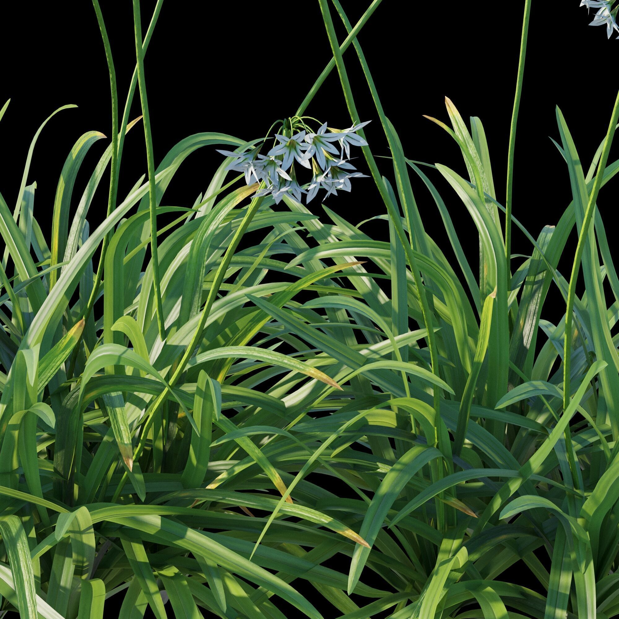 Allium triquetrum 3D model_9
