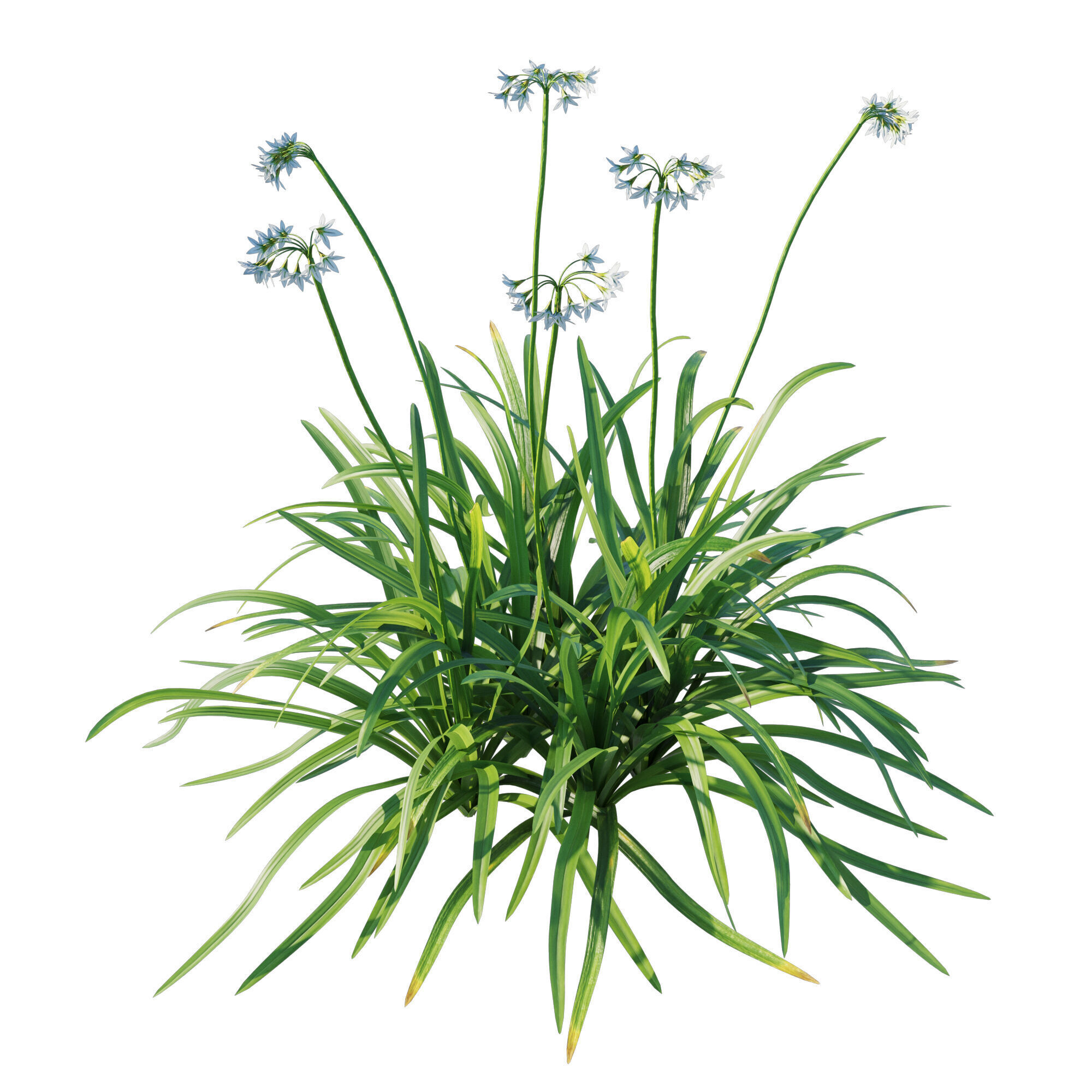 Allium triquetrum 3D model_2
