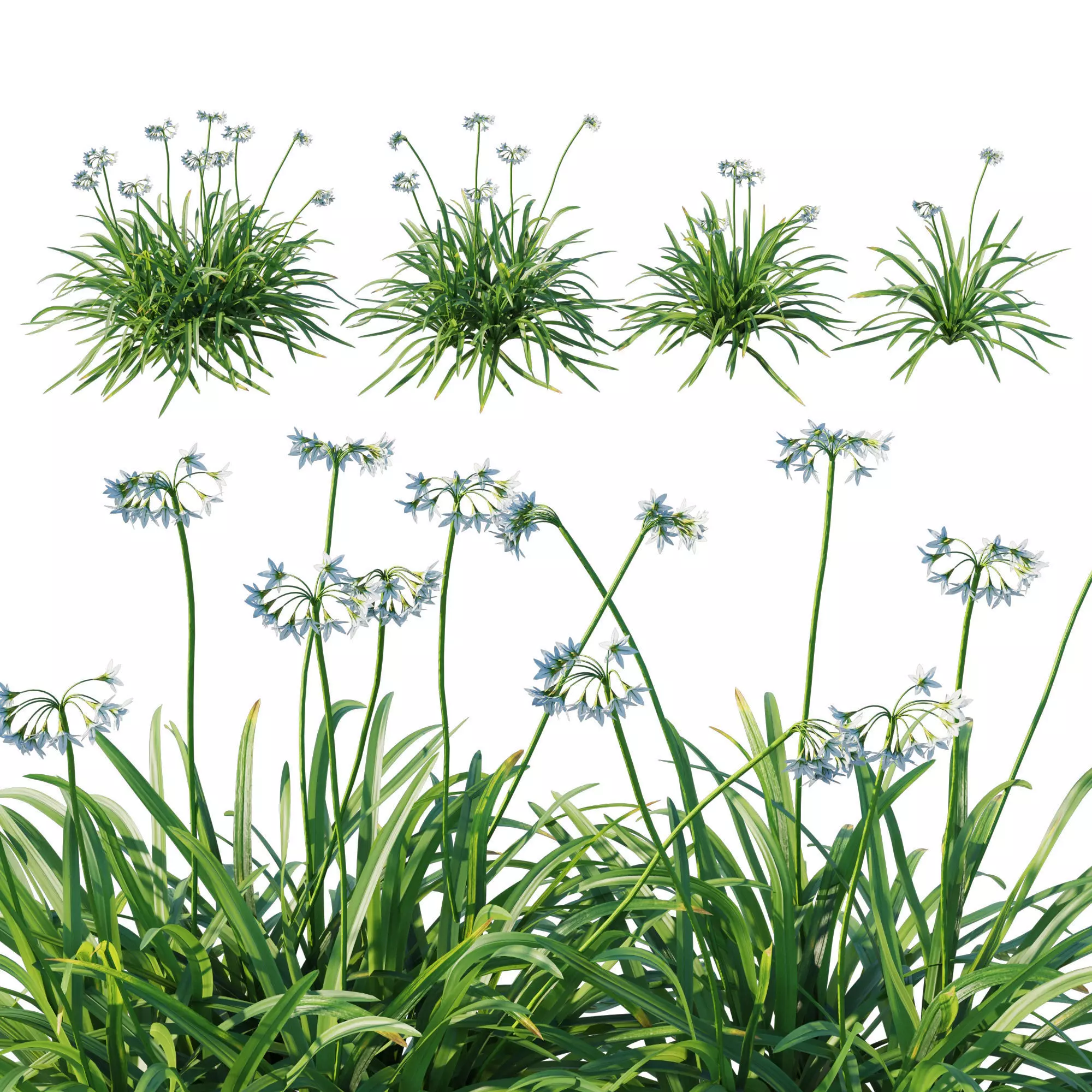 Allium triquetrum 3D model_0