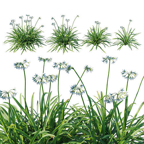 Allium triquetrum 3D model