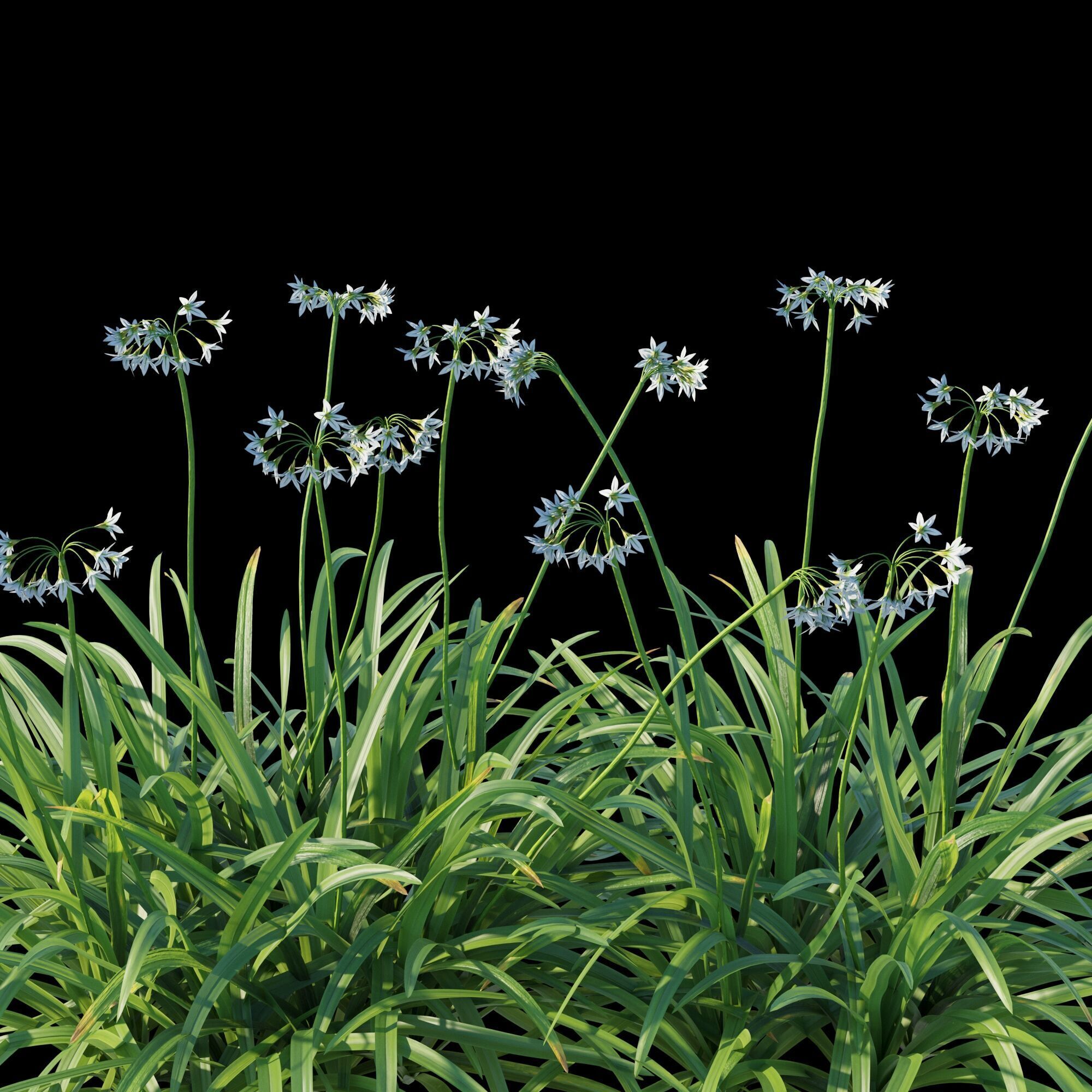 Allium triquetrum 3D model_6