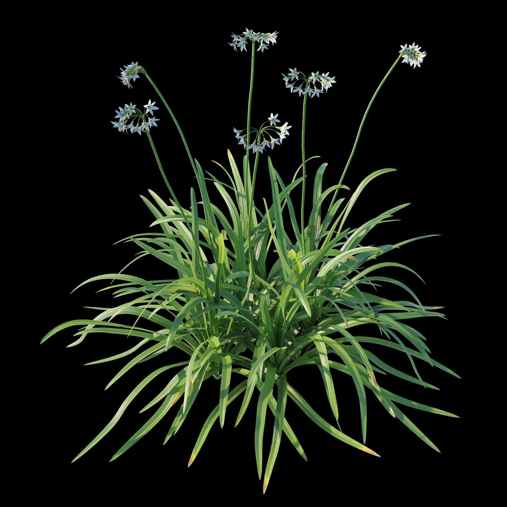 Allium triquetrum 3D model_8