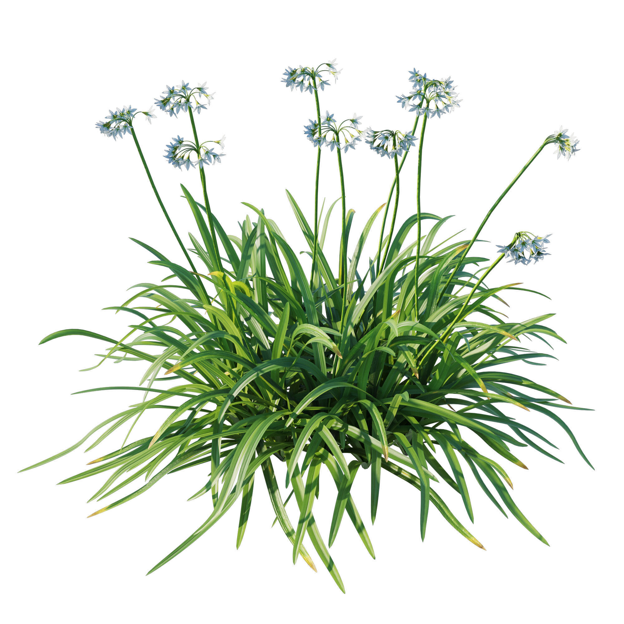 Allium triquetrum 3D model_1