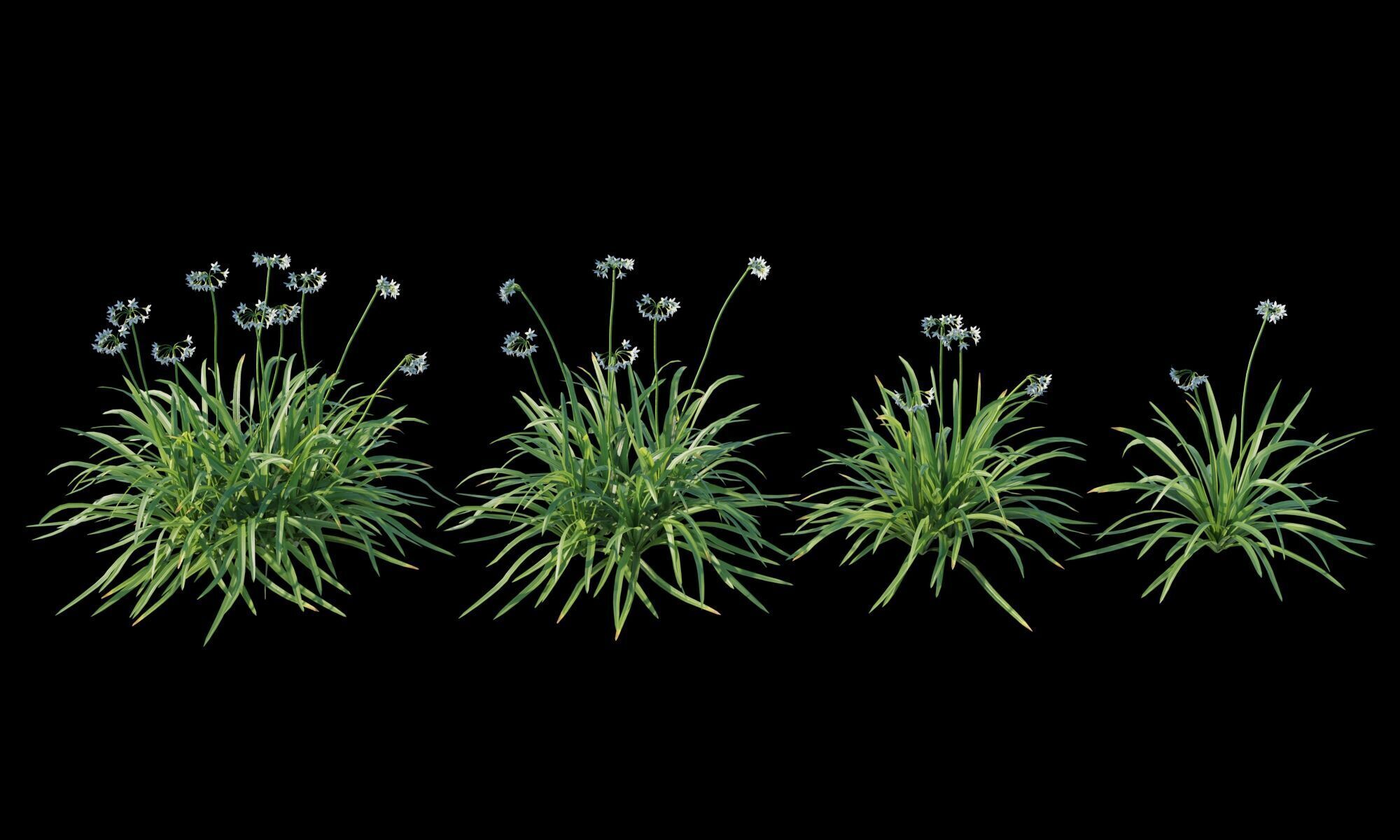 Allium triquetrum 3D model_5