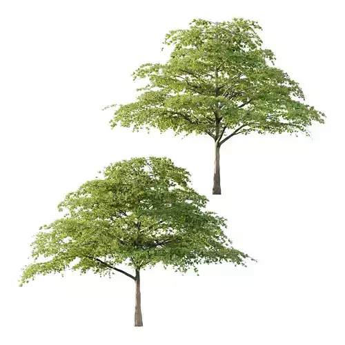 Acer Pseudoplatanus Tree 05