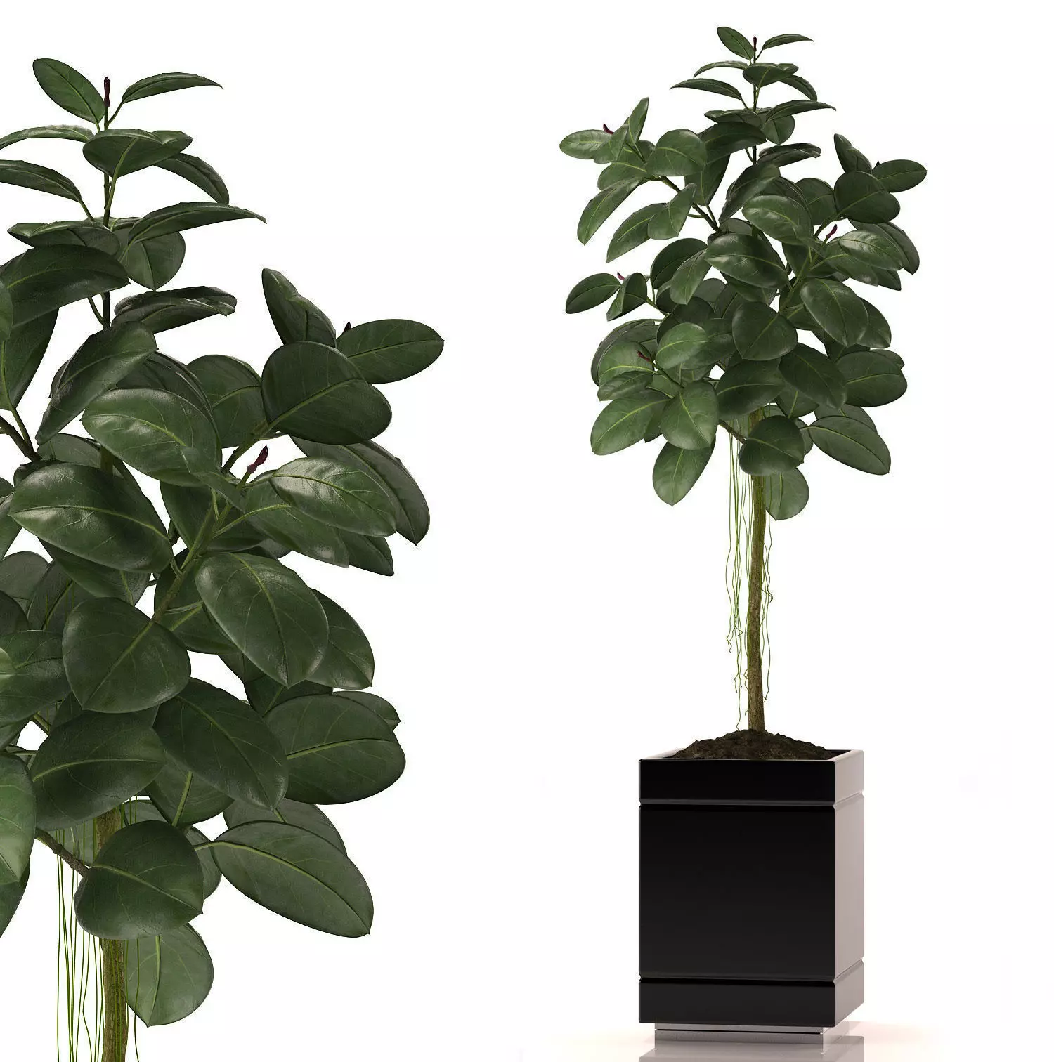RUBBER PLANT 3D model