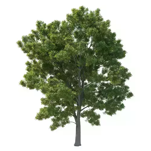 Pittosporum Eugenioides tree