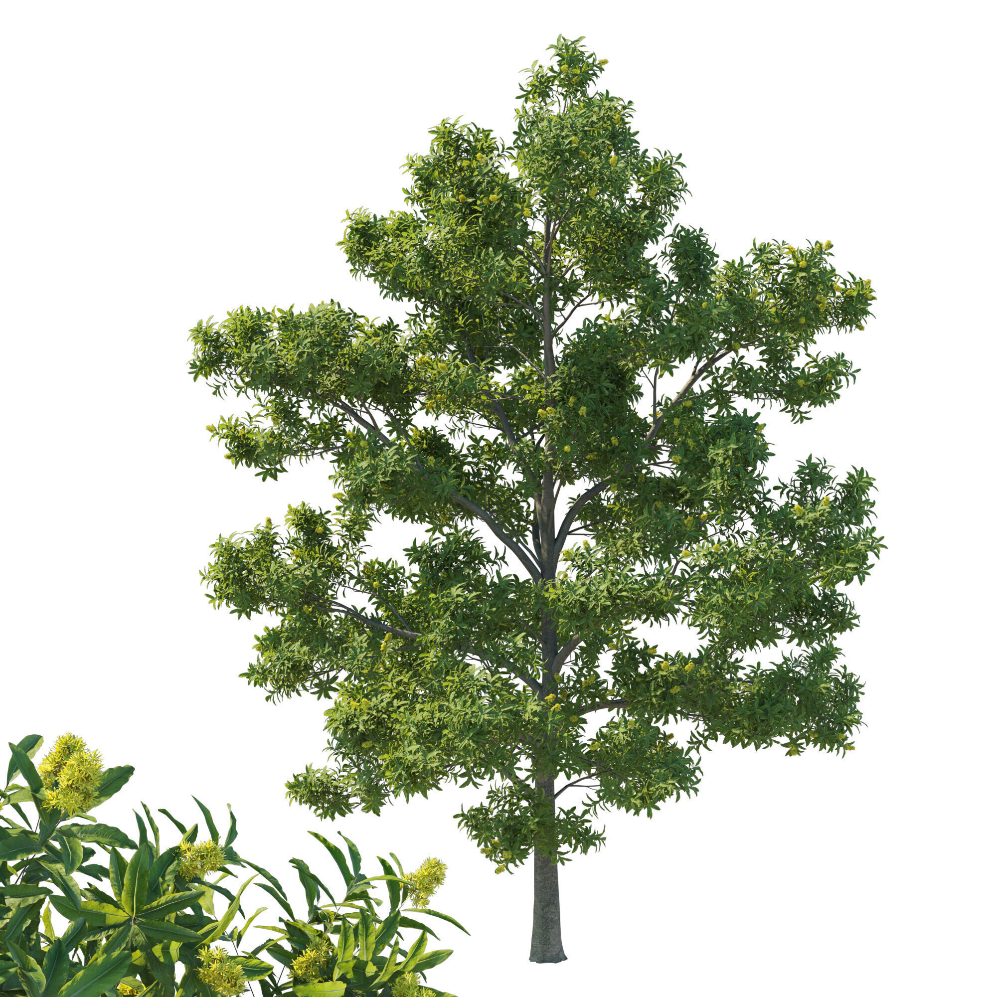 Pittosporum Eugenioides tree 02 3D model_1